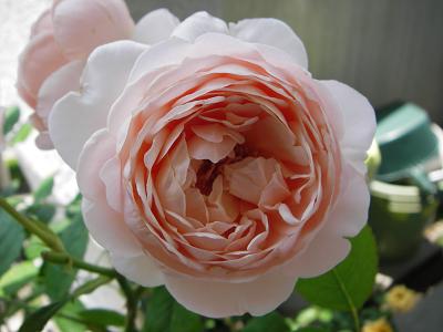 Ambridge Rose AubWE[Y