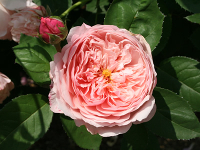 The Alnwick Rose WEAEBbNE[Y