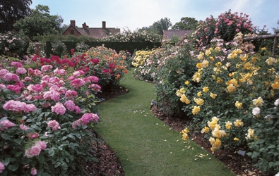 David Austin Rose Garden & Nursery