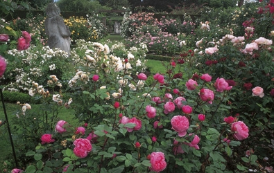David Austin Rose Garden & Nursery